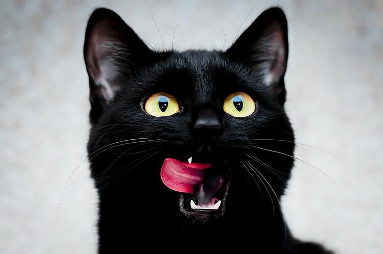 Cats Collection